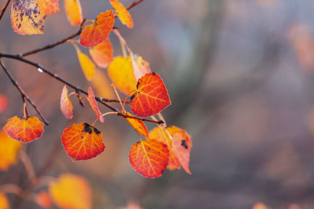 树叶秋天五彩缤纷的黄叶季节结束-上篮乡村美丽的自然叶