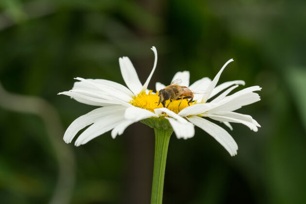 花有蜜蜂坐在上面的白色洋甘菊叶动物洋甘菊