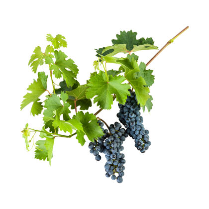 多汁成熟的蓝葡萄在树枝上 叶子孤立在白色的背景上水果食物葡萄