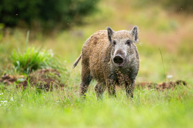 野生可爱的野猪小猪看着相机在绿色的草地在夏天的性质看小猪自然