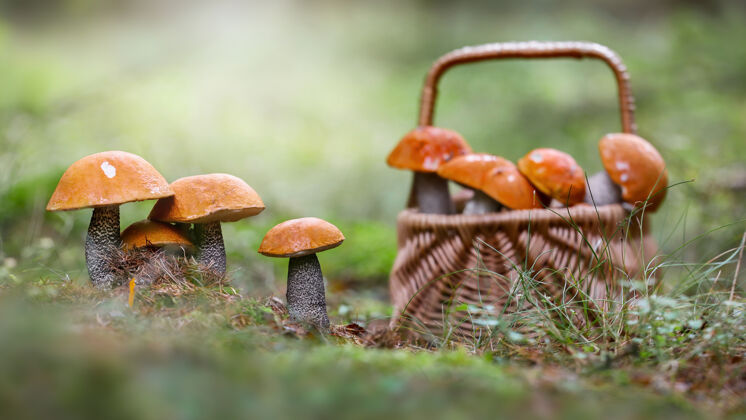 夏季盛夏自然的蘑菇篮子低角度采集自然
