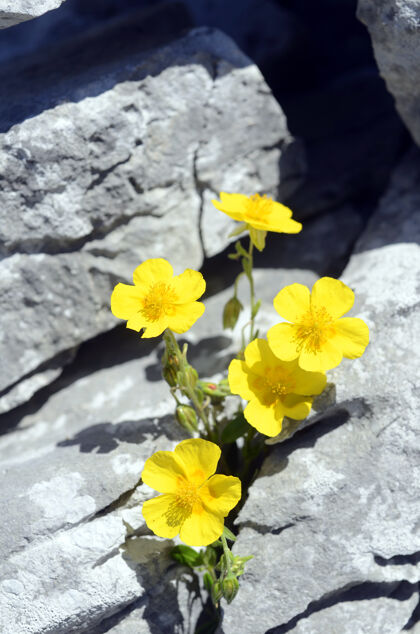 岩石向日葵花在山的岩石上自然植物美丽