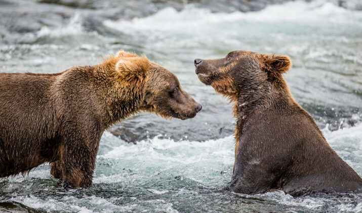 熊在美国阿拉斯加州卡迈国家公园 两只棕熊在水里互相玩耍野生动物棕熊环境