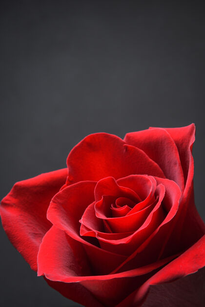情人节情人节概念红 美丽绽放罗斯快起来礼物形状爱