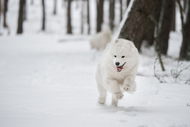 雪萨莫耶德白狗在外面的雪上奔跑繁殖白色动物