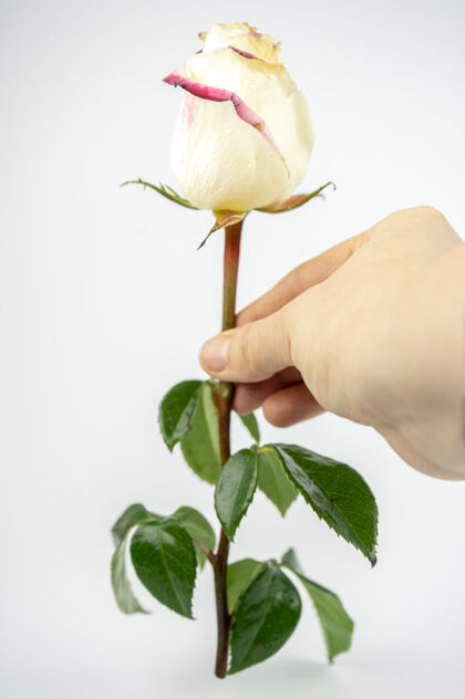 美丽娇嫩的白玫瑰手动隔离在白色背景上明亮感性玫瑰