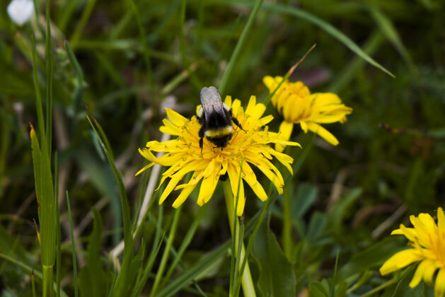 工人蜜蜂宏观和特写 昆虫野生动物 自然和花蜜授粉蜂蜜