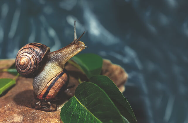 爬行一只蜗牛坐在岩石上另一只蜗牛的壳上叶子贝壳螺旋