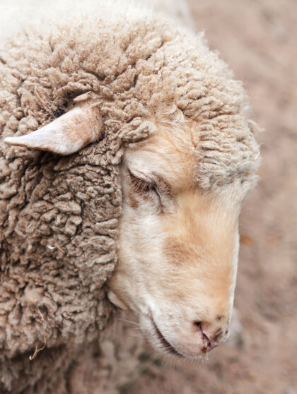 草地动物园里的羊毛羊 夏日牲畜羊毛自然