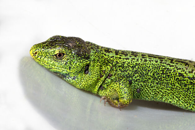 尾巴沙蜥蜴敏捷的雄性蜥蜴 在白色背景上繁殖绿色鳞片幽灵日光浴