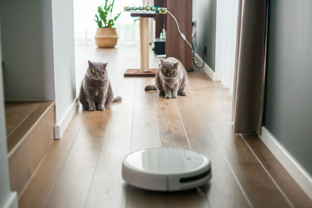 工作两只灰色的英国猫在看机器人吸尘器的工作电器移动纯种