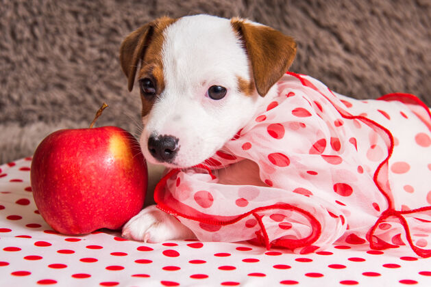 圆点杰克罗素小狗狗和红苹果狗品种围巾