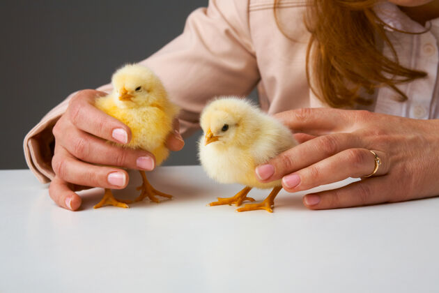 喙一个人的手照顾着一只小鸡触摸鸟年轻