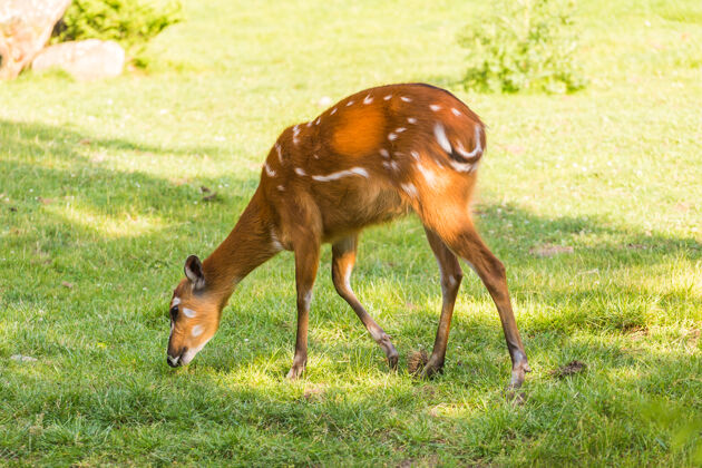 母鹿欧洲狍吃草小鹿吃雌性