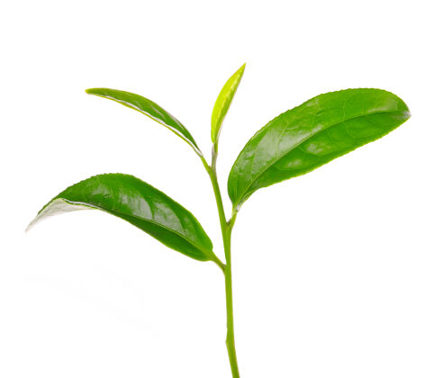分支白底绿茶叶特写自然草药