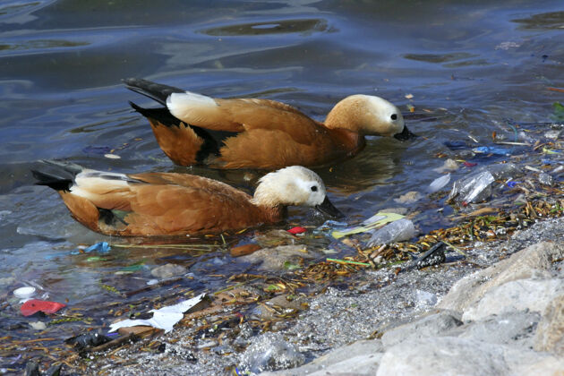 池塘饥饿的鸭子在公园的垃圾堆里寻找食物池塘人类自然界的废物污染污垢湖垃圾