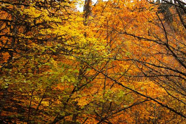 木头重庆市秋秋季森林景观乔治亚州秋天给树叶涂颜色树橙色还有黄色的表面环境路径风景