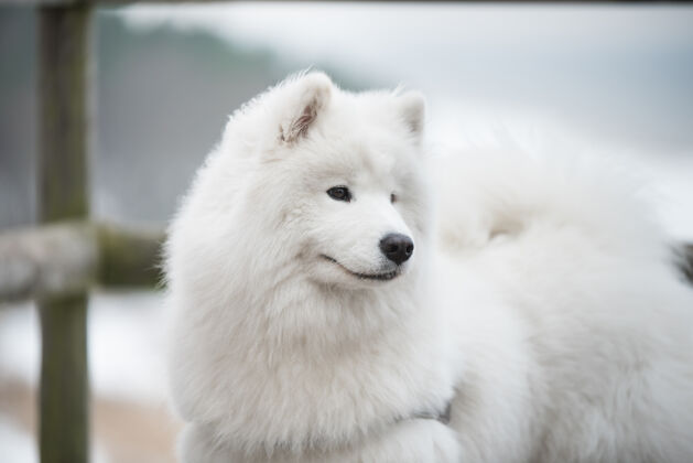 冬天拉脱维亚雪路上萨莫耶德白狗的枪口特写幼犬白色狗