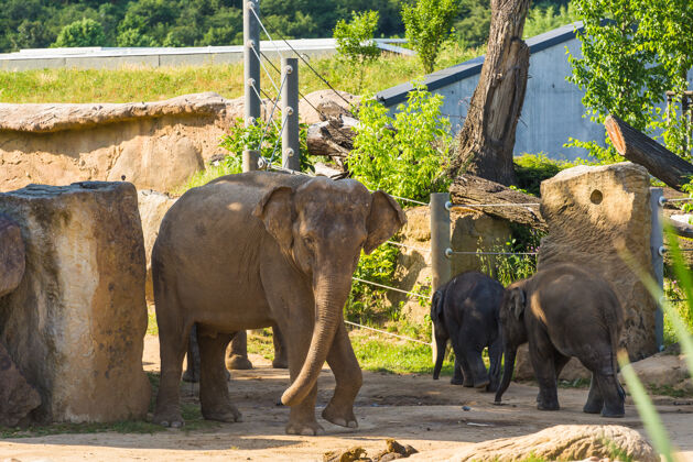 护理一只小象和妈妈在公园里象牙婴儿自然