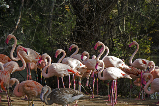 飞行柏林动物园里有一大群粉红色或红色的火烈鸟柏林动物翅膀