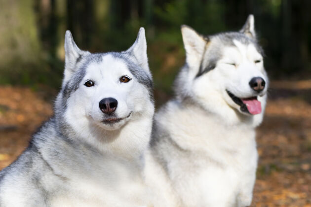 国内两只快乐的狗的肖像 森林背景上的哈士奇犬积极西伯利亚户外