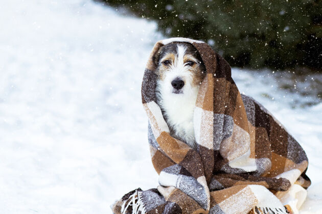 庇护所悲伤的狗在街上躺在雪地里的毯子里狗毯子狗