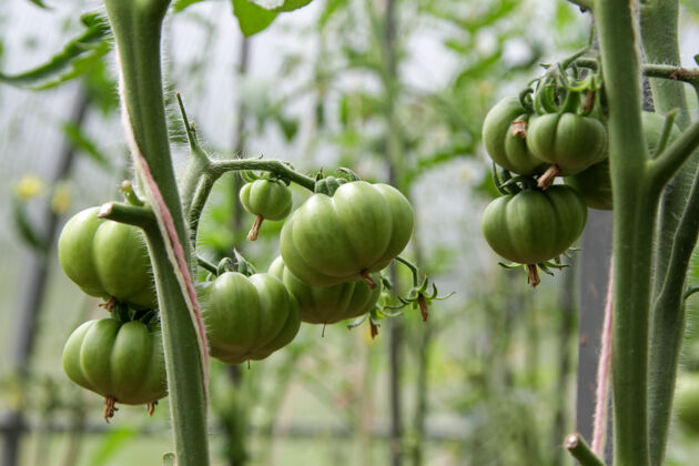 美味温室树枝上的绿色番茄 特写 选择性专注成长有机蔬菜灌木农业生的