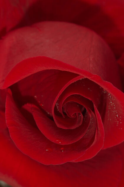 郁金香红玫瑰般的花朵花束信草药