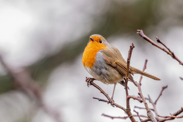 冬天小雨中苹果树上的欧洲知更鸟野生动物小荒野