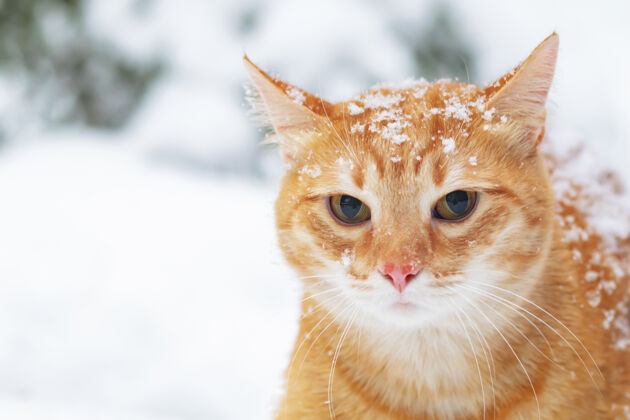散步雪地里一只愤怒的红色姜黄色猫的画像 背景是冬天的森林悲伤的宠物在外面 在里面斯诺复制空间快乐悲伤毛茸茸的