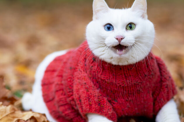 秋天微笑的白猫 多色的眼睛 安哥拉繁殖坐姿在一个秋天公园的树叶里白天动物穿着毛衣在床上街上宠物在红枫和黄枫中玩耍蓝眼睛可爱脸