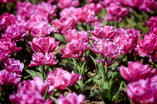 植物泰瑞牡丹紫色郁金香花卉绿色花坛