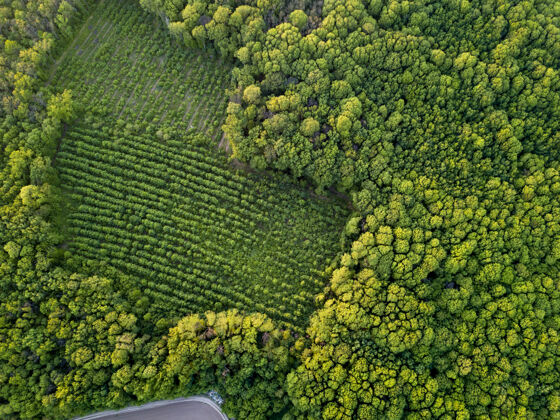 顶部从一片古老森林的上方俯瞰着一片幼林树木.eco防范犯罪的概念森林砍伐照片用无人机划船森林可持续资源