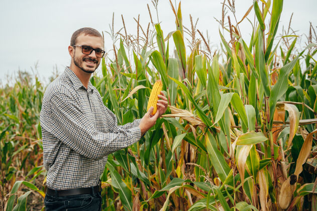 农场英俊的农学家在玉米地里手持平板触摸屏电脑 在收割前检查庄稼培养分析收获