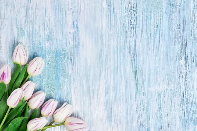 情人节白色郁金香花束蓝色收到太空生日 母亲节郁金香礼物节日背景