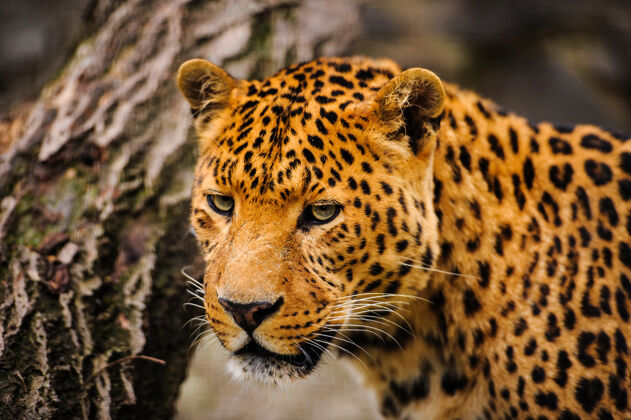非洲豹子的肖像和强烈的眼睛哺乳动物大捕食者