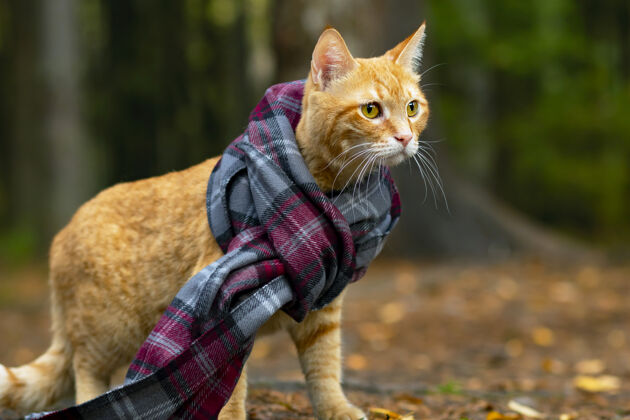 姜肖像 特写一只戴着围巾的姜黄色猫 在森林的阳光下背景.户外还有外面外面动物姜猫