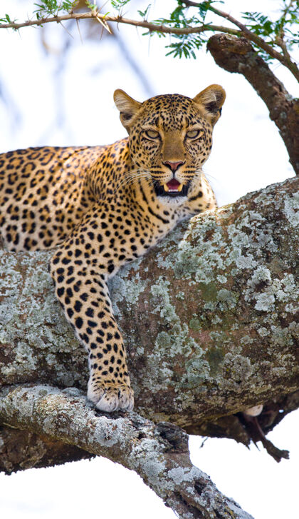 大自然豹子躺在树上树.国家肯尼亚坦桑尼亚公园马赛先生塞伦盖蒂.!自然 非洲 狩猎 豹子 猎人 大草原 野生动物 捕食者 国家公园 哺乳动物 大猫 野生自然 塞伦盖蒂 照片之旅 斑点猫