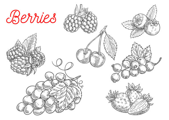 叶夏季水果和浆果素描隔离在白色饮食素食主义者葡萄