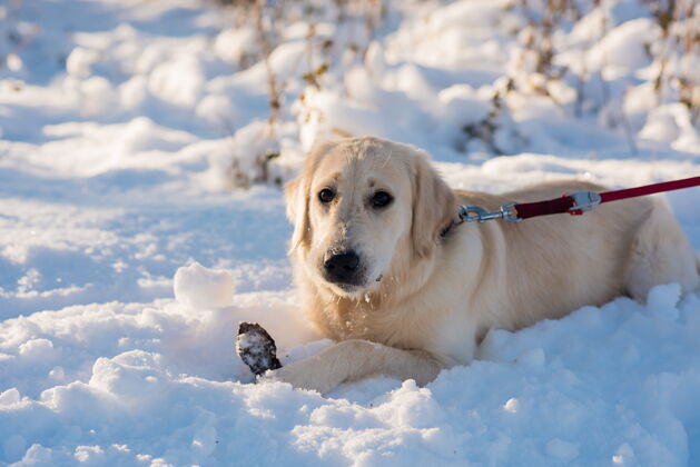 快乐冬季白色猎犬特写自然白色金毛猎犬雪阳光冬天金色猎犬家养动物