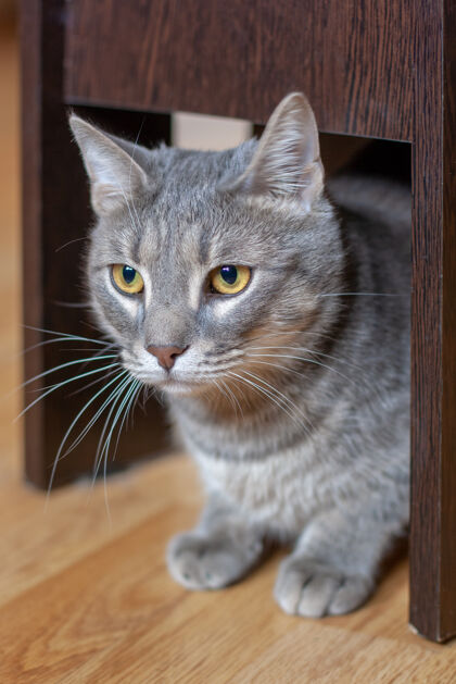 可爱灰猫 黄眼睛 长胡子 安静地坐在拼花地板上的椅子下面年轻毛皮特写