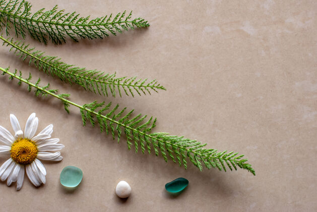 平面视图平面图：三根绿色的植物嫩枝和洋甘菊 石头和复制空间瓶子复制空间草药