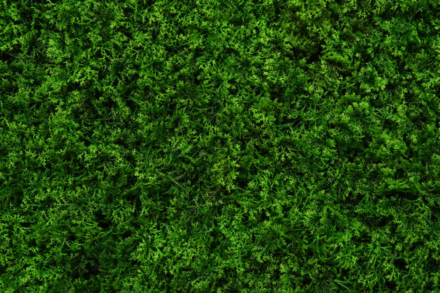 灌木绿色的自然背景 绿色的树叶墙绿色抽象墙壁