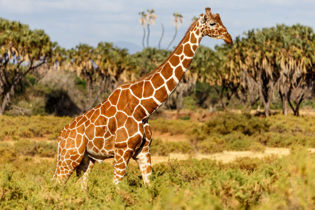 景观长颈鹿穿过肯尼亚的草原非洲野生动物条纹
