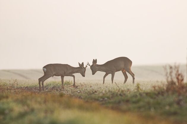 鹿在领土决斗中 两只狍子对峙野生动物动物田野