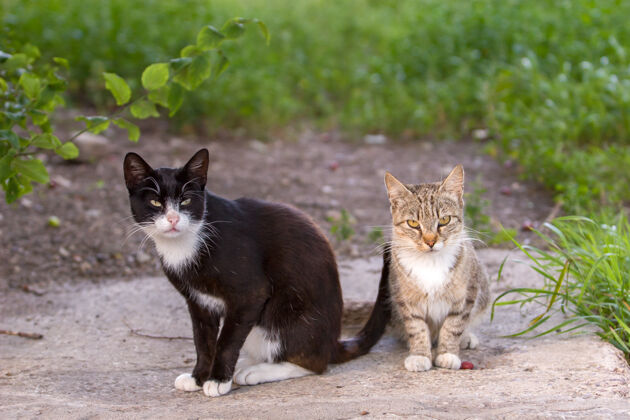 草地两只猫 黑的和灰的 坐着看镜头户外小美丽