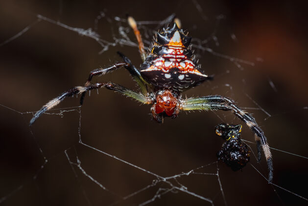 花园蜘蛛用蜘蛛网捕捉下一顿饭蜘蛛小肖像
