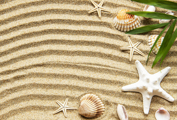 热带沙滩上的贝壳俯视图海滩海星贝壳