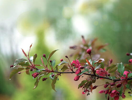 生长盛开的天堂苹果树好极了自然背景 树枝上开着粉红色的花生活花瓣芳香
