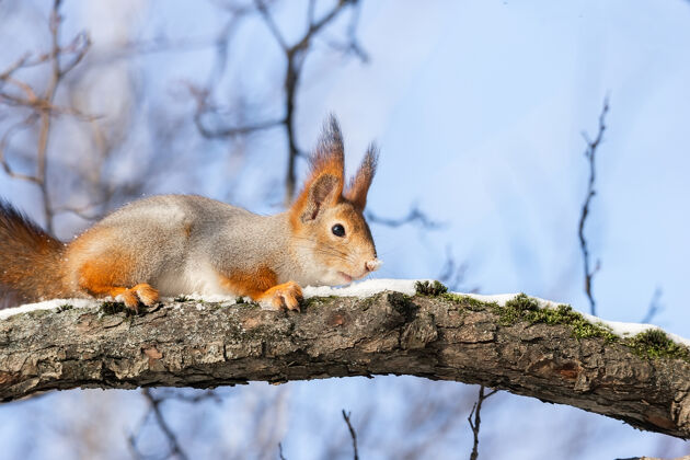 毛茸茸的可爱有趣的毛尾欧亚红松鼠坐在树枝上在冬天的雪野生动物好奇木头